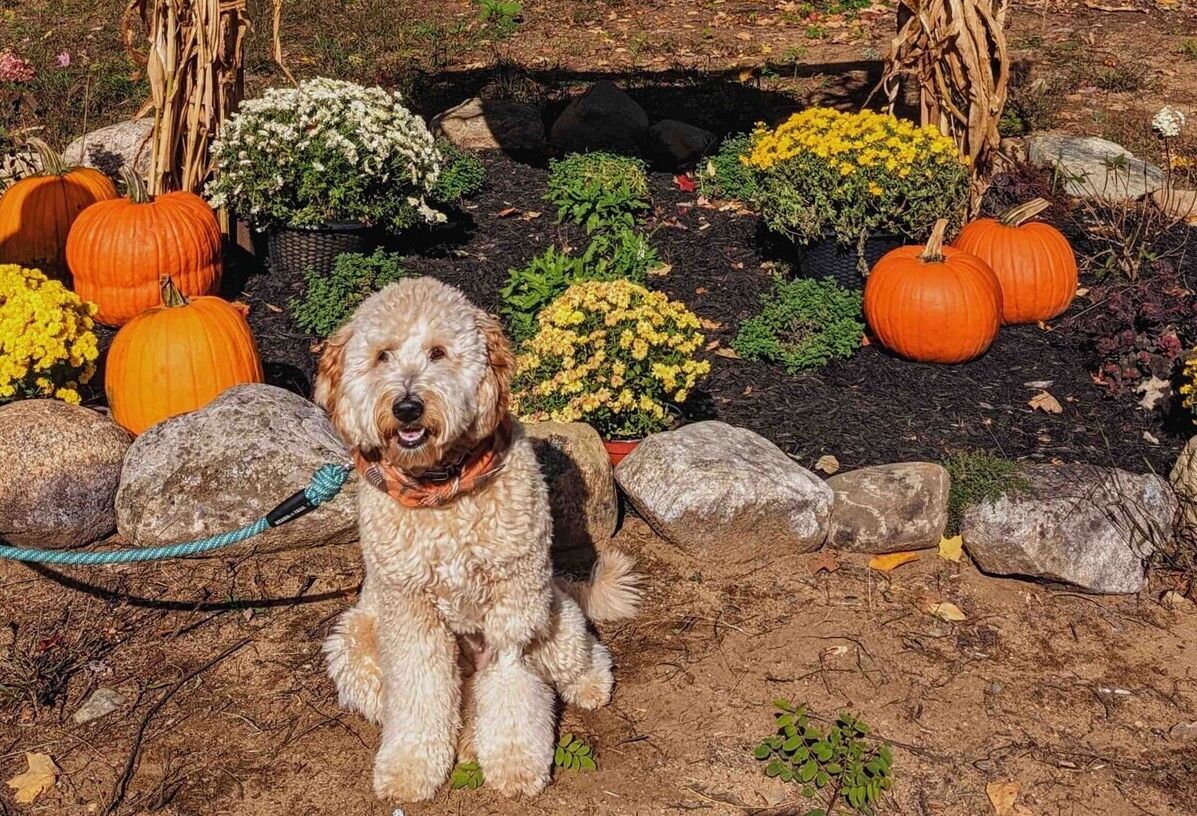 Un chien assis dans un jardin, entouré de citrouilles et de fleurs.