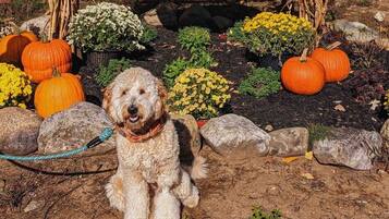 Un chien assis dans un jardin, entouré de citrouilles et de fleurs.