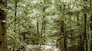 A cabin in a forest with a dirt path leading to it. - Two cabins in one space. Enjoy your own private space in the cozy woods. Cabin is divided into two separate rooms. Dog friendly (Middle Grove)