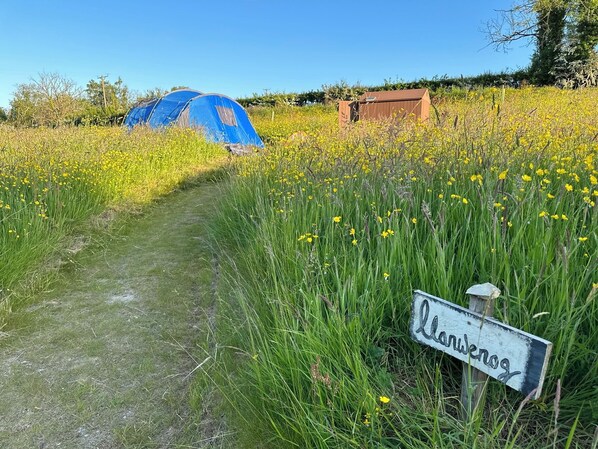Un sendero que conduce a una tienda azul y una pequeña estructura de madera en un campo de flores amarillas.