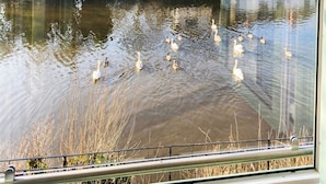 A body of water with several ducks swimming, a metal railing in the foreground, and a building with a white facade in the background. - 2 bedroom accommodation in Ruswarp, near Whitby (Ruswarp, near Whitby)