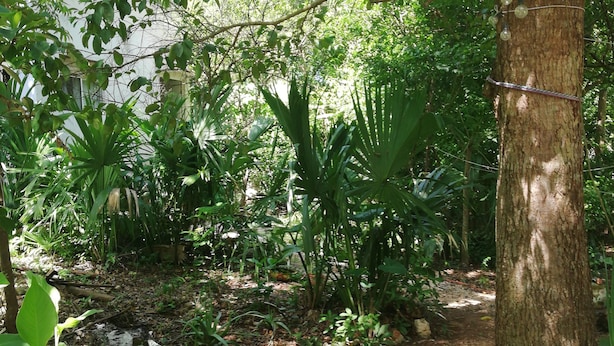 Un sentier de jardin bordé de différentes plantes et arbres.
