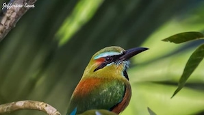 Un oiseau perché sur une branche, avec un arrière-plan verdâtre flou.