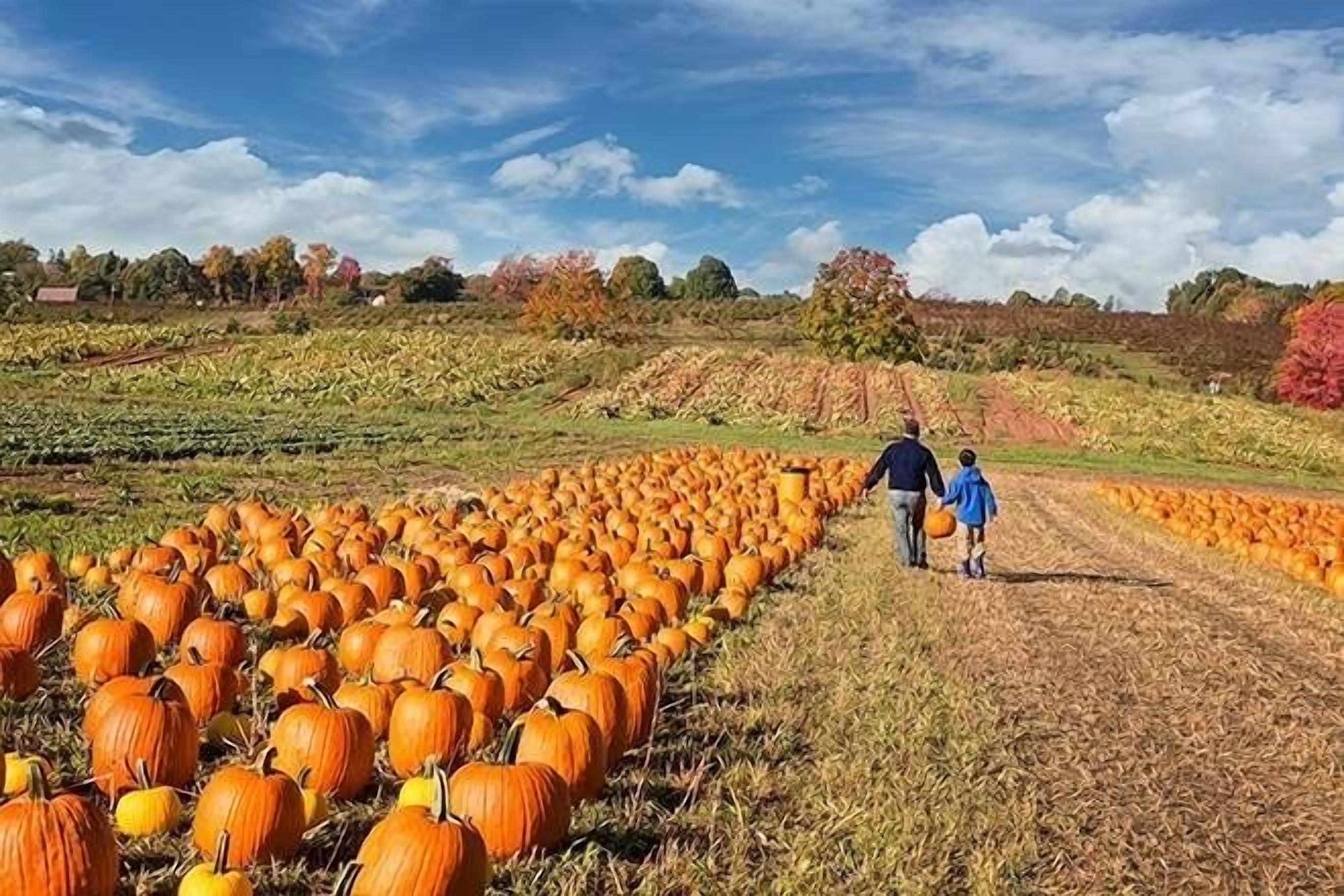 A pumpkin field with a dirt path.
