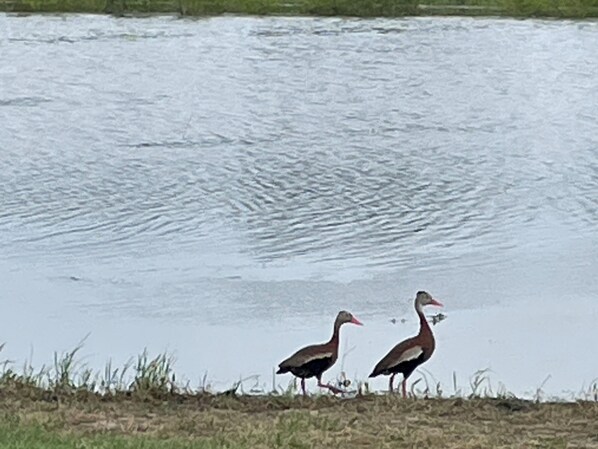 Two birds standing by a body of water. - Doe's Hideaway - rural retreat (Riesel)
