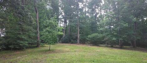 A grassy outdoor area with trees and a dirt path.