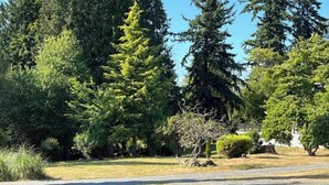 A residential area with a variety of trees, including tall evergreen conifers and smaller deciduous trees. - Modern studio in MarysVille – A Forest Haven (Marysville)