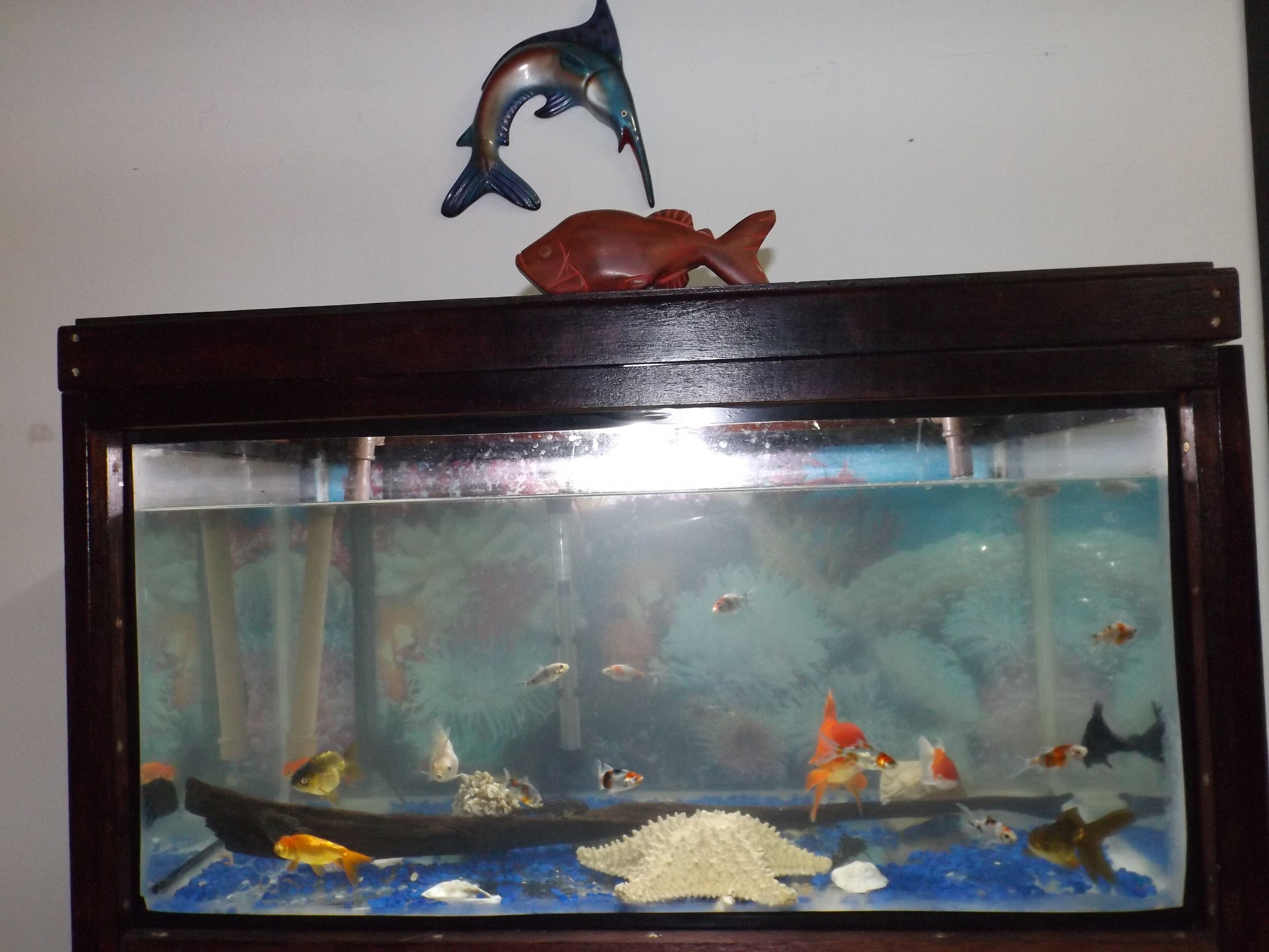Un acuario con varios peces y una figura de delfín en la parte superior.