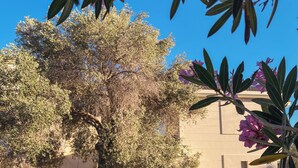 A courtyard with a large tree, a building with a stone facade, and a paved walkway. - Huzur villa  (Izmir)