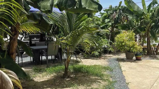 Un patio con piso de concreto, rodeado de árboles de plátano y una pequeña palmera.