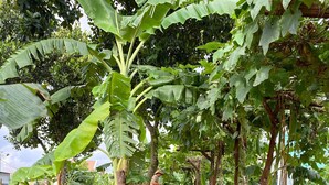 A row of wooden benches on a paved pathway surrounded by lush greenery and banana trees.