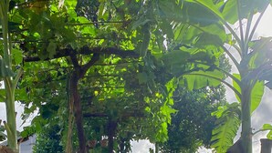 A pathway lined with chairs and trees, leading to a building in the distance.