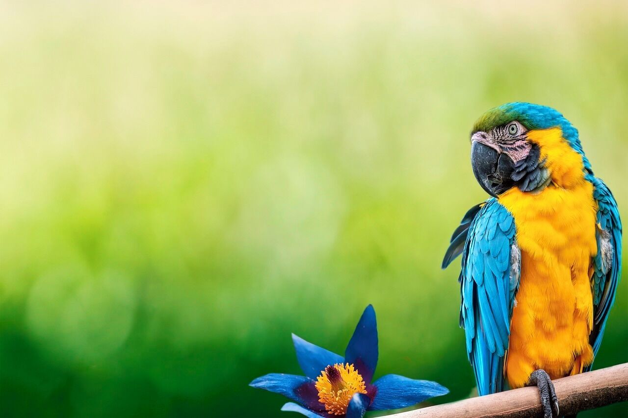A parrot perched on a branch with a blurred green background.