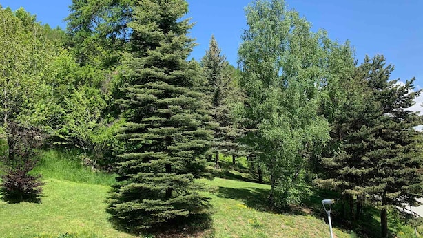 Un área boscosa con una diversidad de árboles, incluyendo coníferas y árboles de hoja caduca.
