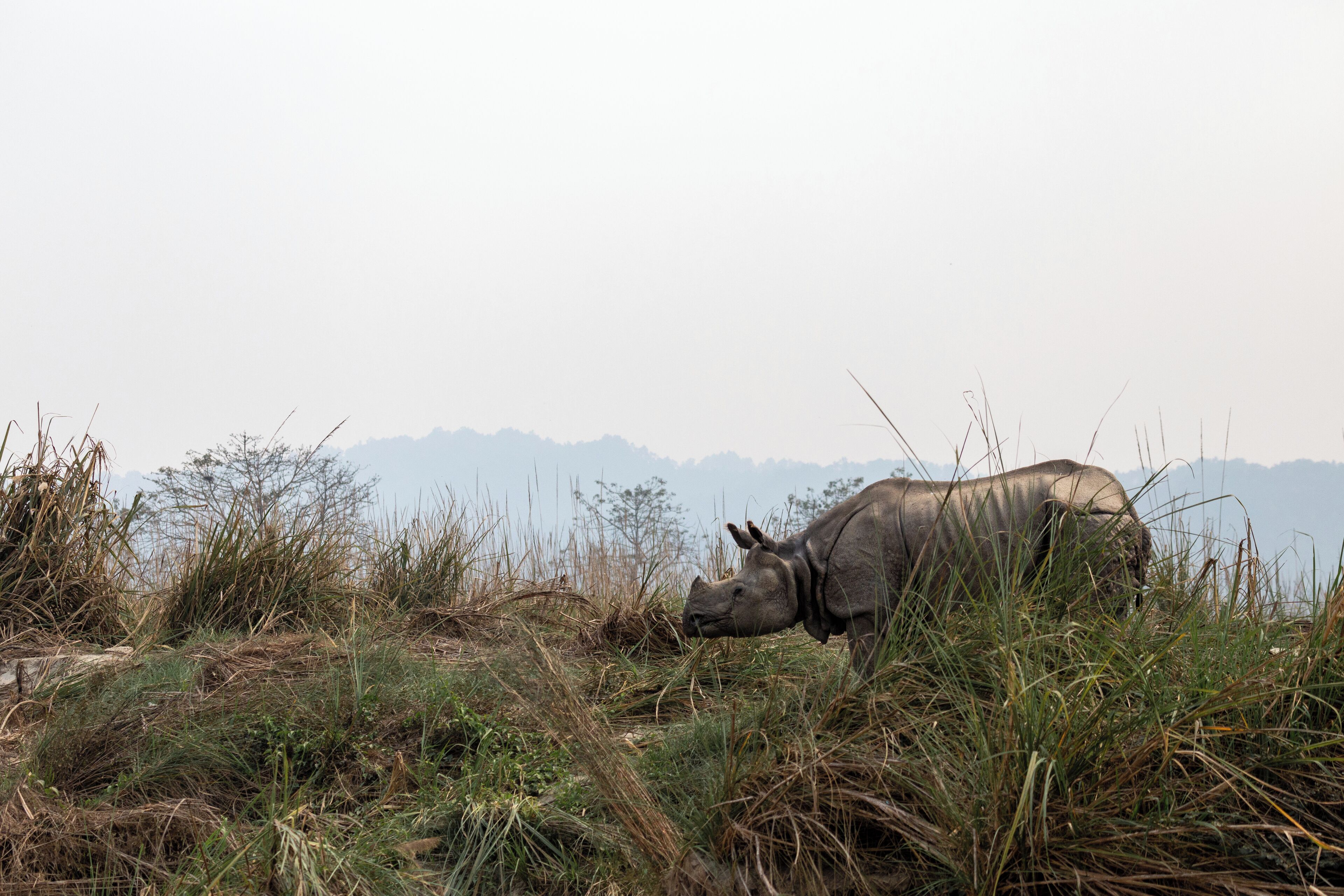 A rhinoceros in a natural landscape with grass and mountains in the background.