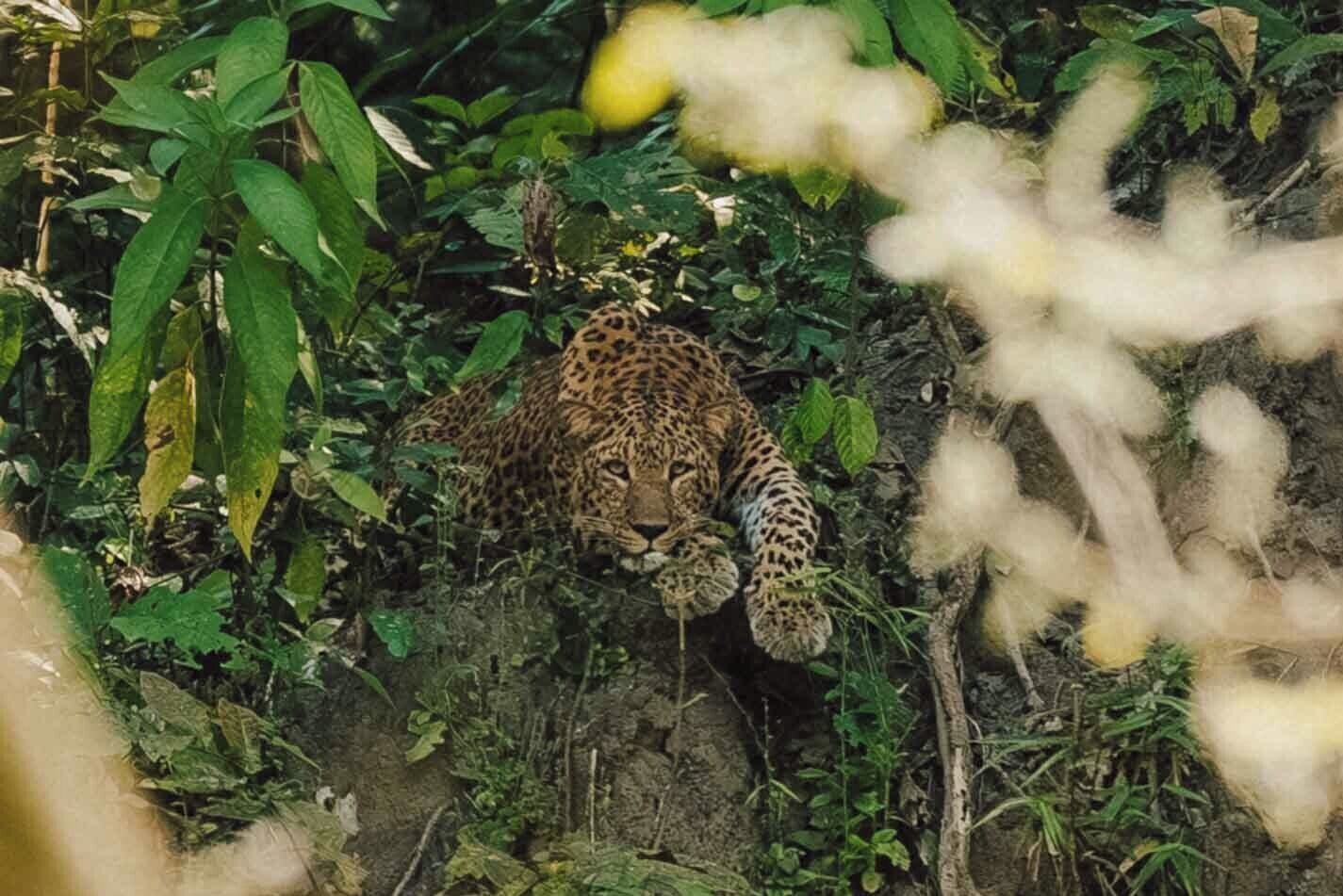 蠻荒體驗