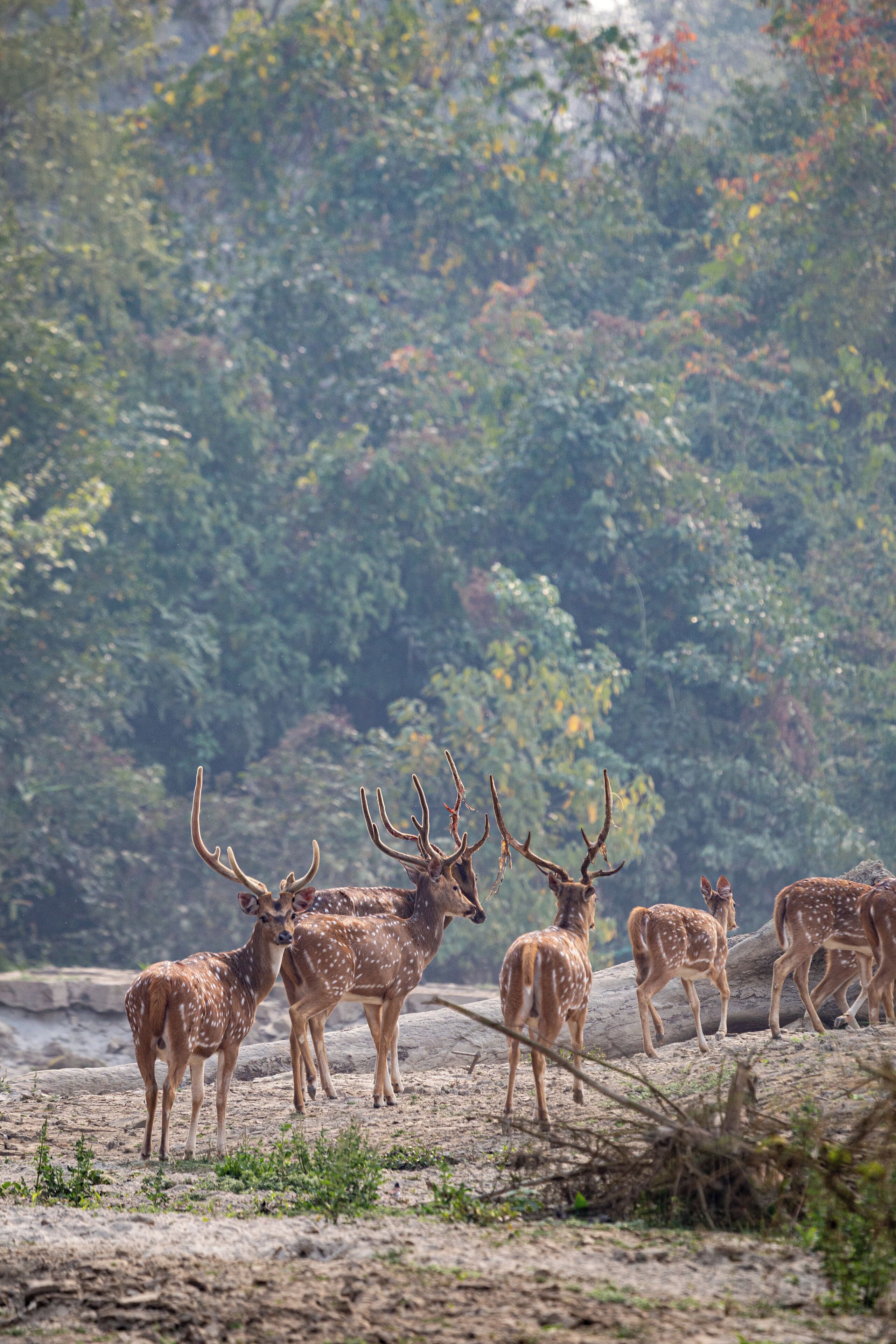 A group of deer in a natural setting with trees in the background.