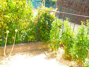 Stroll through the serene garden, surrounded by lush plants and a trellis structure.