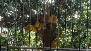 Una ventana con barrotes, a través de la cual se ve un árbol con hojas verdes y frutos amarillos colgantes.