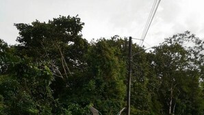 Un chemin de gravier bordé de pierres blanches et un petit espace aménagé en jardin.