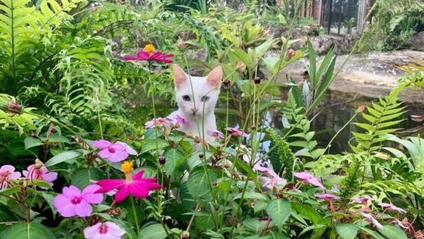 Un jardin avec différentes plantes et fleurs, un chat qui se cache derrière le feuillage et un bâtiment en arrière-plan.