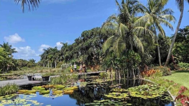 A pond with lily pads surrounded by palm trees and tropical vegetation. - Naples Art District (Naples)