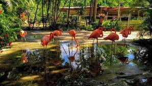 Flamingos in a pond with tropical vegetation and wooden structures in the background.