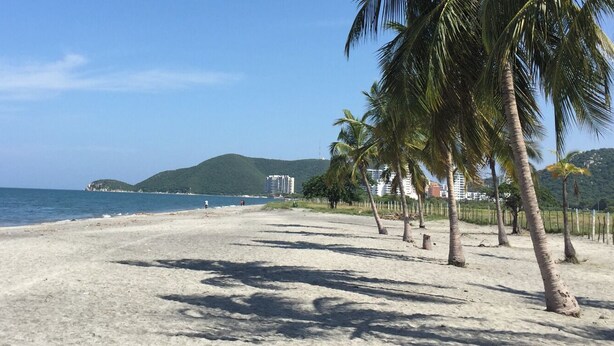 A beach with palm trees and a view of the ocean.