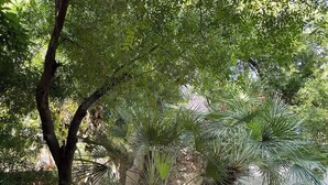 A tree with broad leaves and a palm-like plant with long, slender leaves in a garden setting. - Villa GAN EDEN a gem in a privileged environment (Barx)