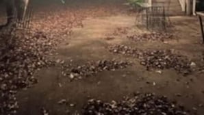 Uma área externa com chão de terra, árvores e uma escadaria que leva a um edifício.