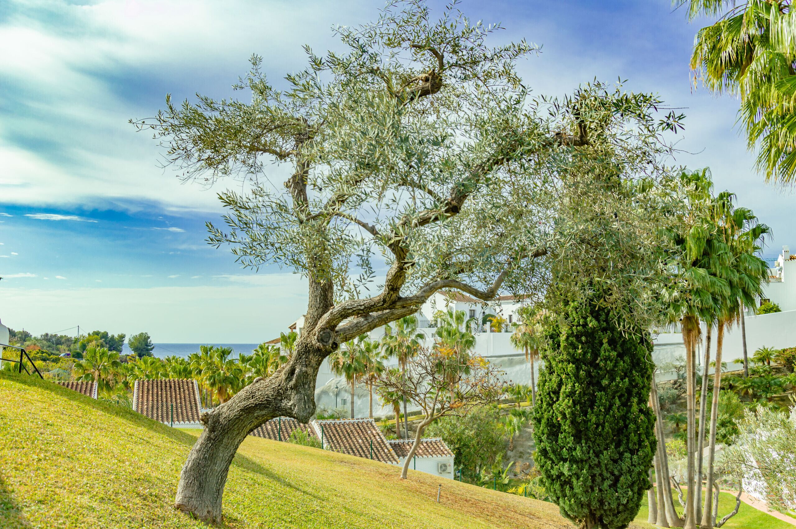 Un sentier bordé d’arbres mène à un bâtiment dont le toit est recouvert de tuiles.