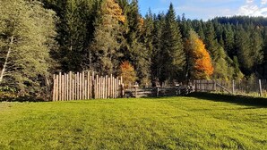 A grassy field with a wooden fence and trees in the background.