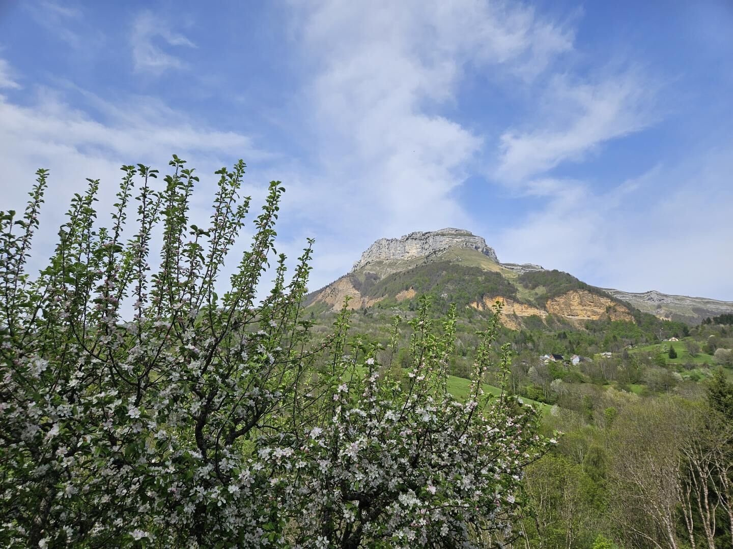 A mountainous landscape with a prominent rocky peak and a foreground of flowering trees.