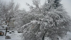 A snow-covered landscape with trees and a fence.