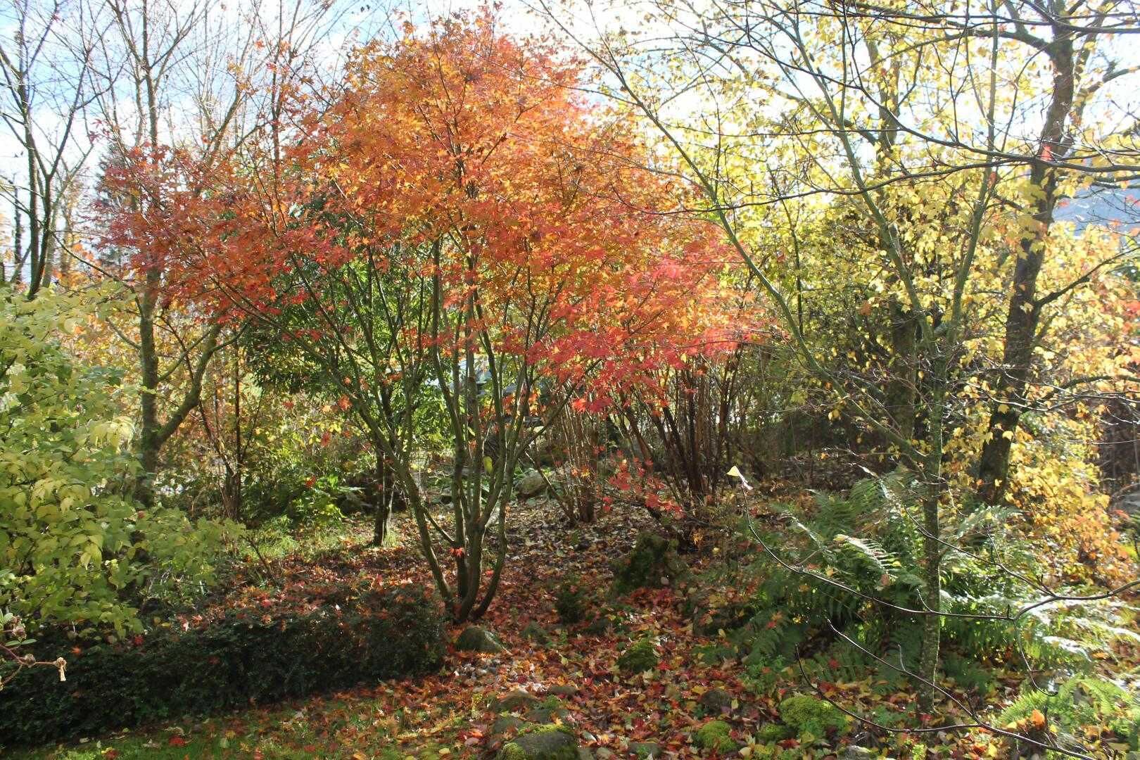 A forested area with a variety of trees displaying autumn foliage.