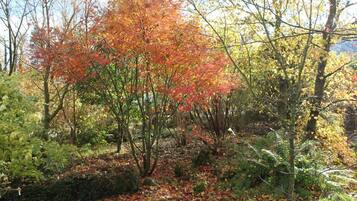 A forested area with a variety of trees displaying autumn foliage.