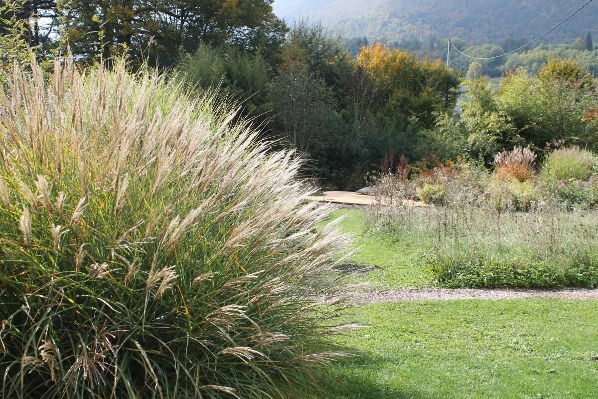 Paesaggio naturale con un sentiero sterrato, zone erbose e fitta vegetazione arbustiva.