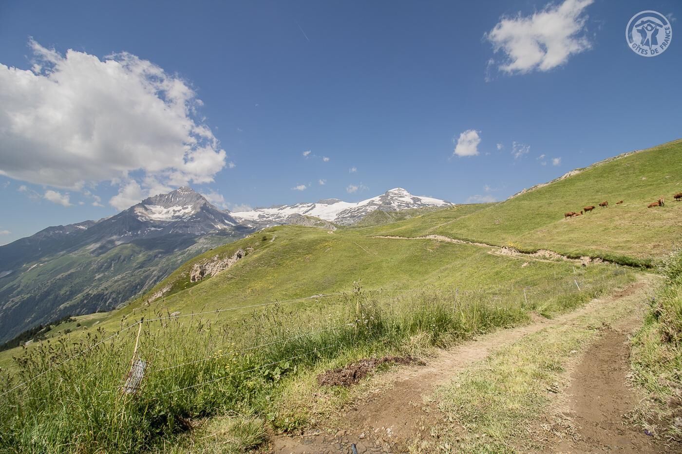Un paysage de montagne avec un sentier de terre et des vaches qui paissent.