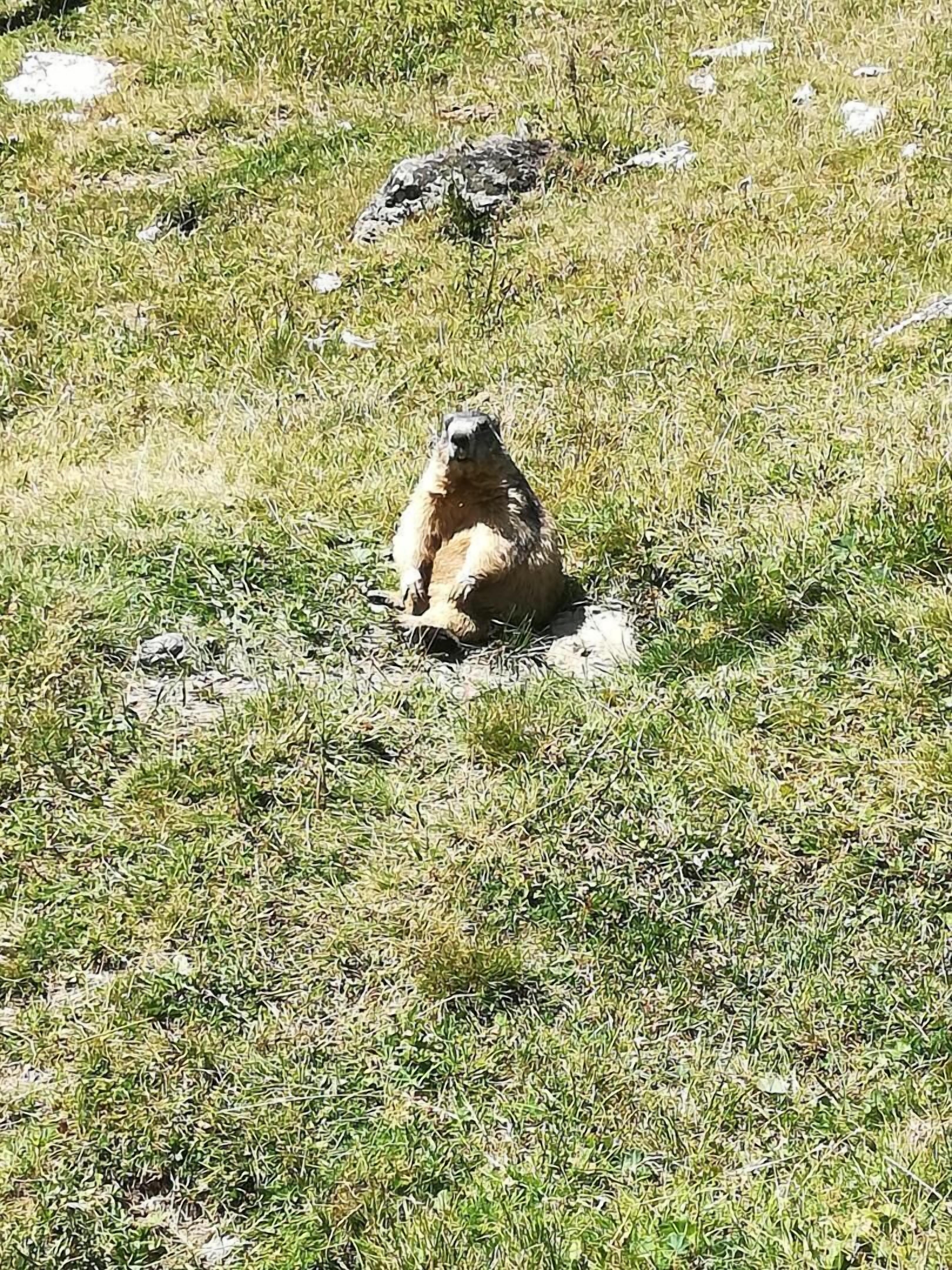A prairie dog sitting on a grassy field with rocks scattered around.