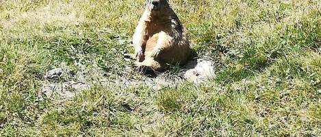 A prairie dog sitting on a grassy field with rocks scattered around.