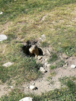 Pool - LA CHIRA - VAL CENIS (VAL CENIS)
