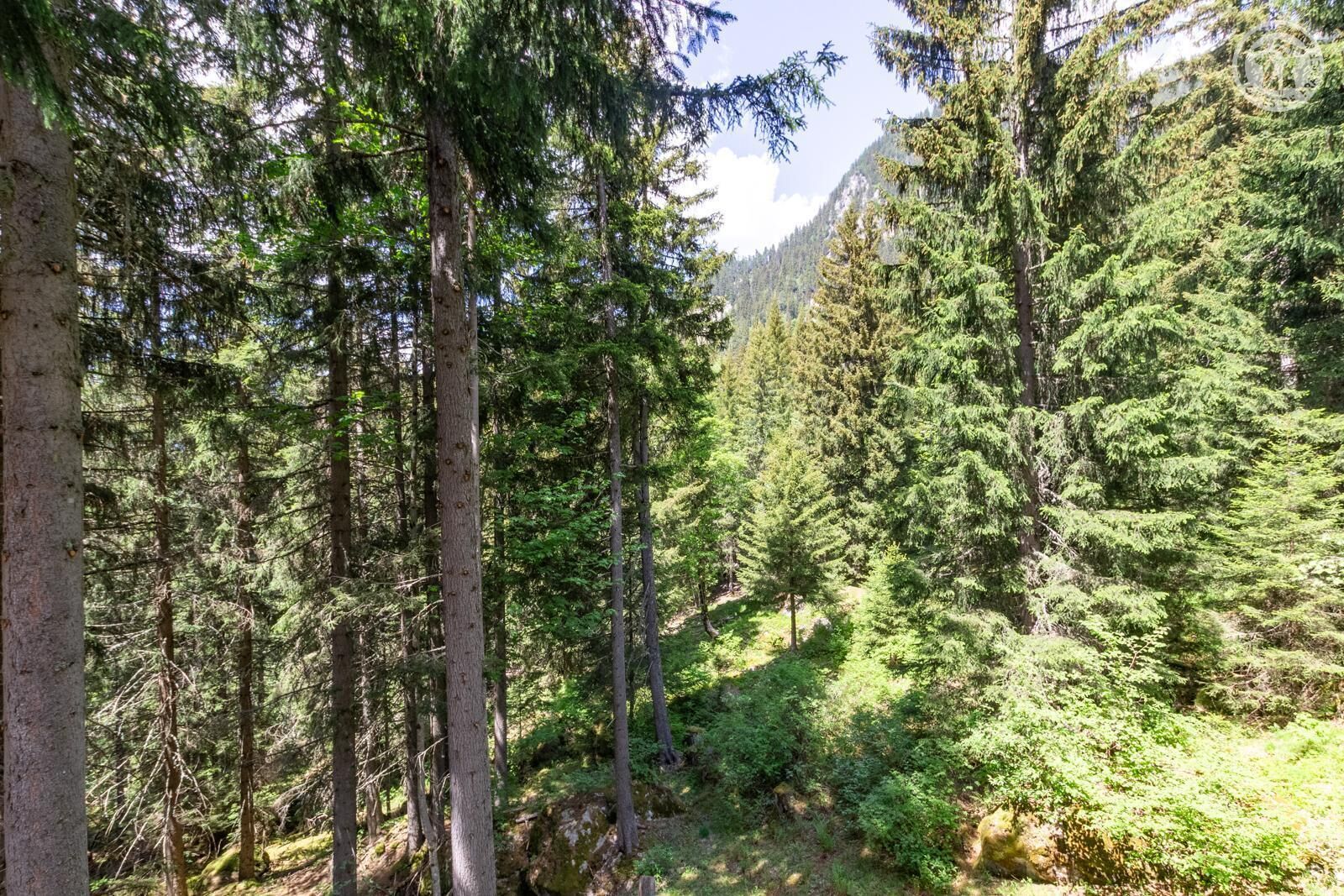 A dense forest with tall trees and a mountain in the background.