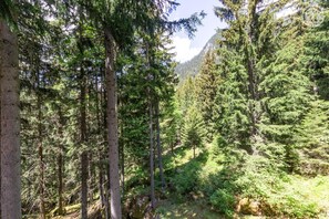 A dense forest with tall trees and a mountain in the background. - LA METAIRIE DE MON PERE (LE PLANAY)