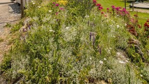 A rural landscape with a flagpole, a small wooden structure, and a variety of wildflowers. - LA FERME D'EUGENIE - FLUMET (FLUMET)