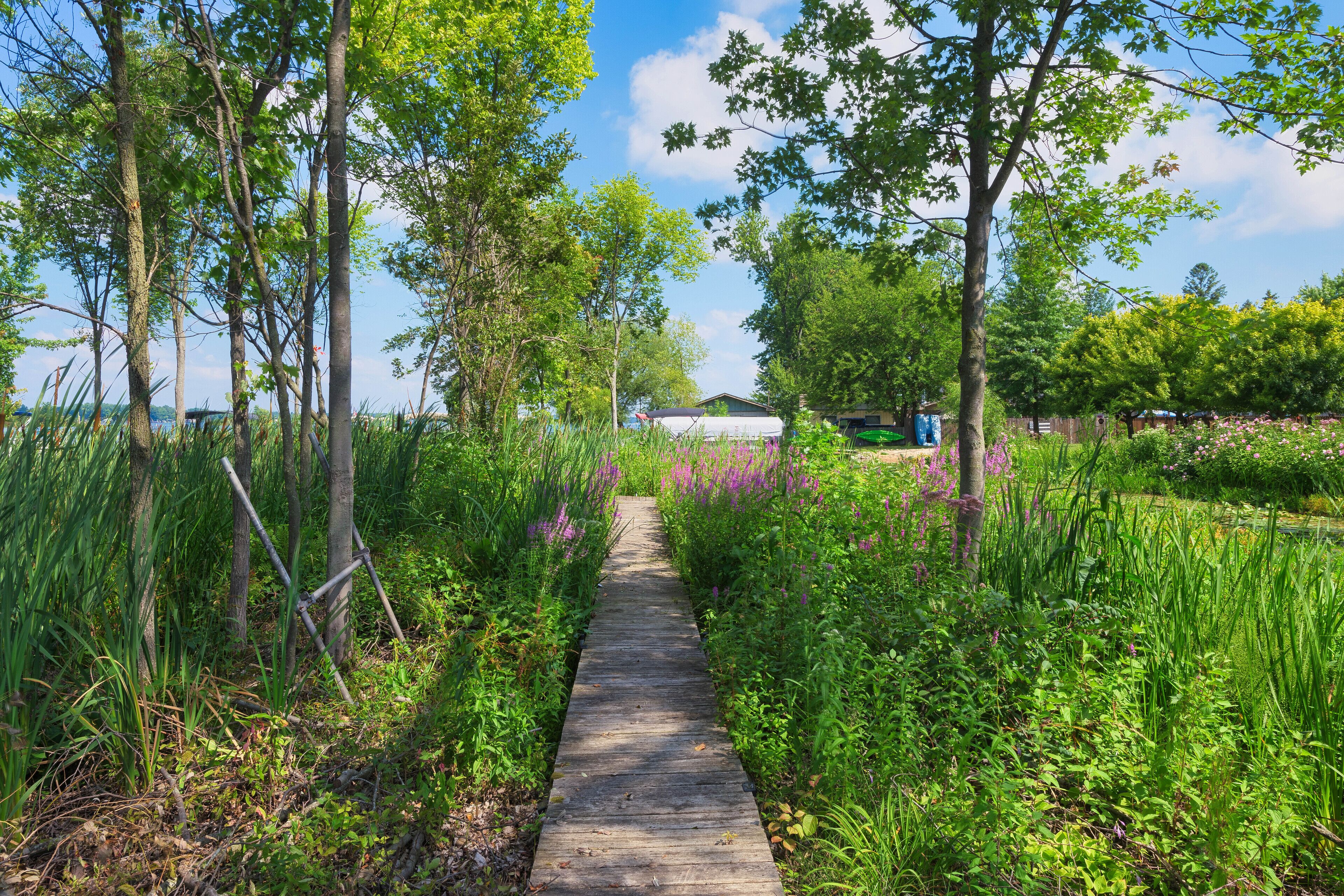 Un sentier en bois traverse un jardin luxuriant, bordé de grands arbres et de différentes espèces de plantes.