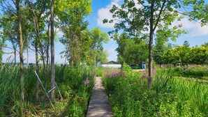 A wooden pathway leading through a lush garden with tall trees and various plants. - Channel Charmer - Prime Gun Lake Waterfront Stay (Shelbyville)