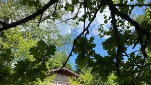 Un chalet rustique doté d’une terrasse en bois, entouré d’une végétation luxuriante et d’arbres.