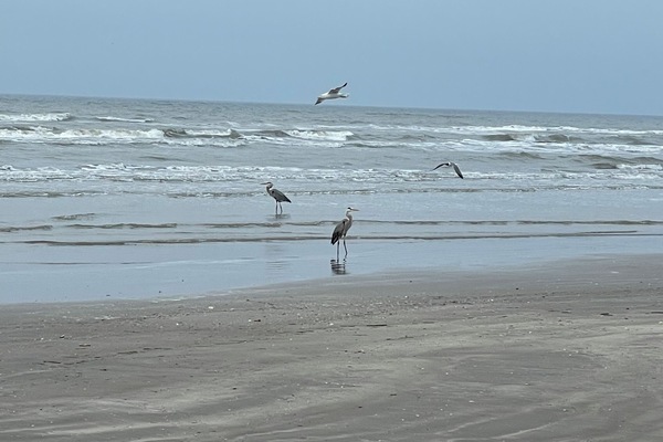 Beach nearby, sun loungers, beach towels