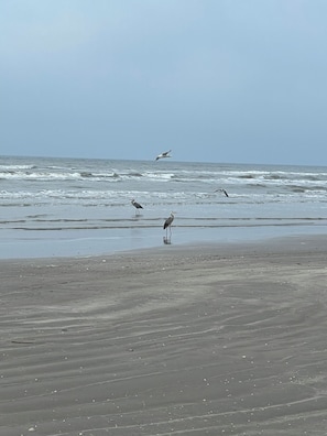 Plage à proximité, chaises longues, serviettes de plage