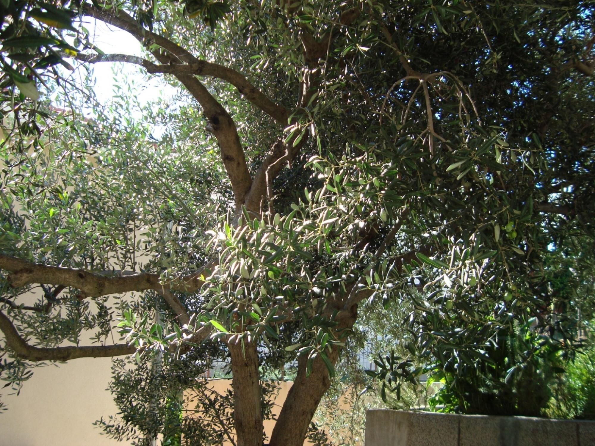 Apartment, Smoking | 3 bedrooms